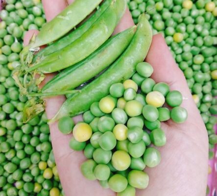 Đậu Hà Lan giàu chất xơ - tốt cho tiêu hóa và tim mạch