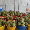 Vựa Sầu Riêng Ri6