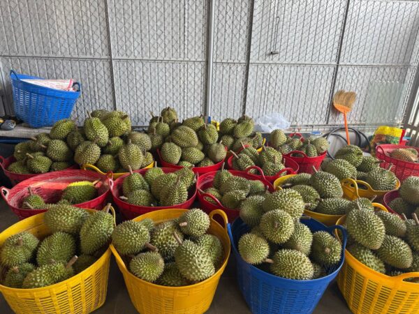 Vựa Sầu Riêng Ri6
