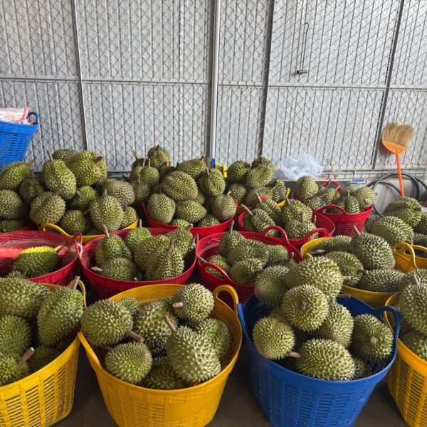 Vựa Sầu Riêng Ri6