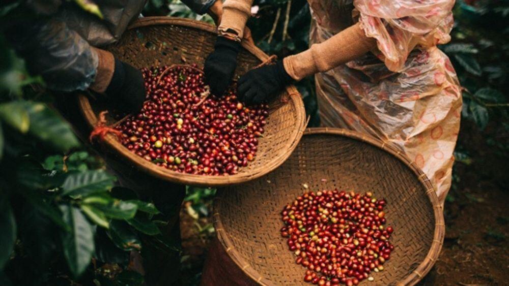 Cà Phê - Đặc Sản Việt Nam