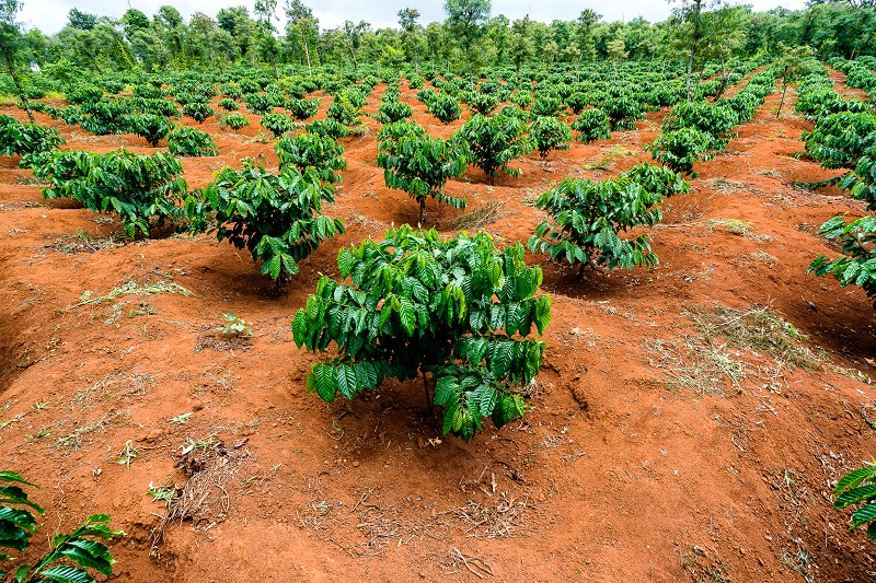 Cà Phê Đất Đỏ Bazan