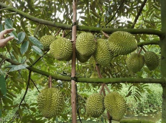 Cây Sầu Riêng RI6