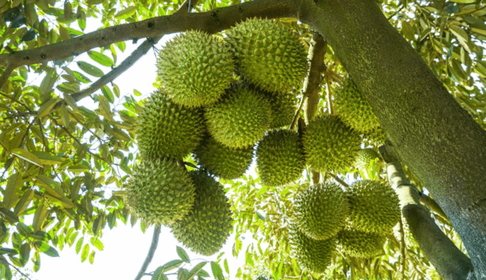 Cây Sầu Riêng Ri6