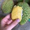 Múi Sầu Riêng Ri6