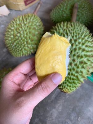 Múi Sầu Riêng Ri6