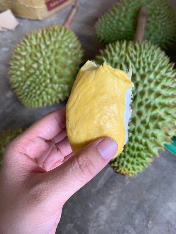 Múi Sầu Riêng Ri6