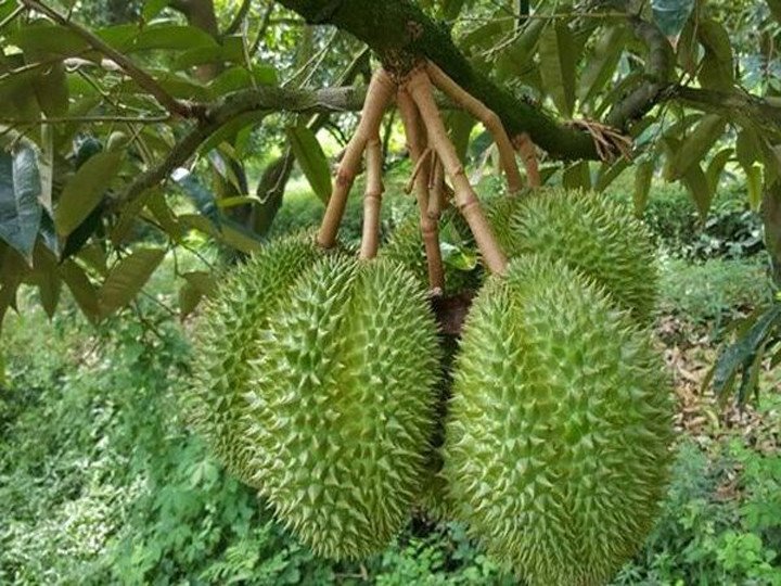 Trái To Tròn - Nằm Chắc Trên Cành
