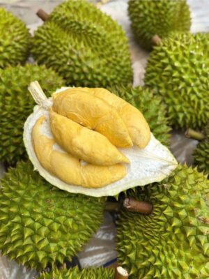 Sầu Riêng Ri6
