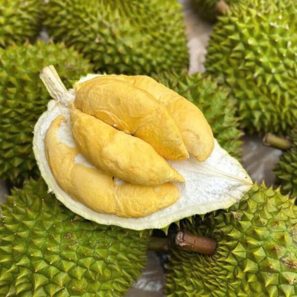 Sầu Riêng Ri6