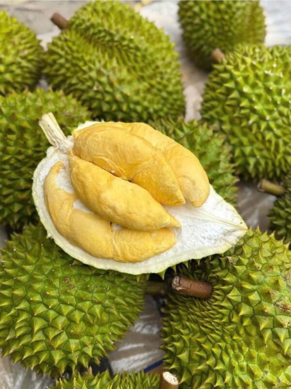 Sầu Riêng Ri6