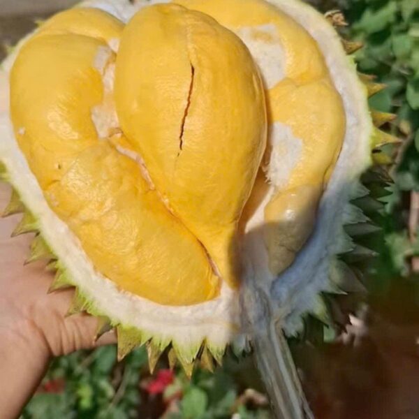 Sầu Riêng Ri6 Rụng