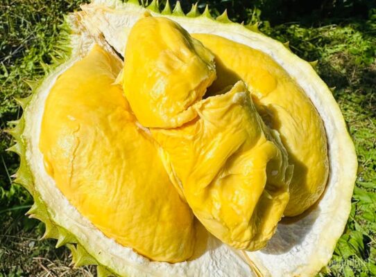 Sầu Riêng Musang King