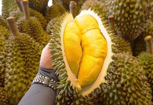 Sầu Riêng - Đặc Sản Việt Nam