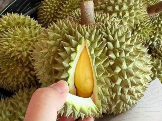 Sầu Riêng Thái Monthong