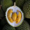 Musang King – Vua Sầu Riêng Chuẩn Malaysia