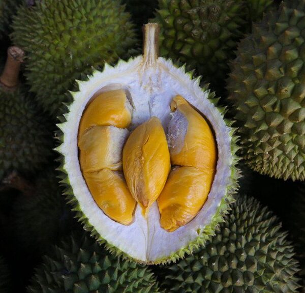 Musang King – Vua Sầu Riêng Chuẩn Malaysia