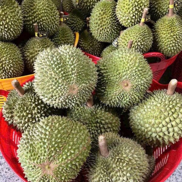 Sầu riêng Musang King