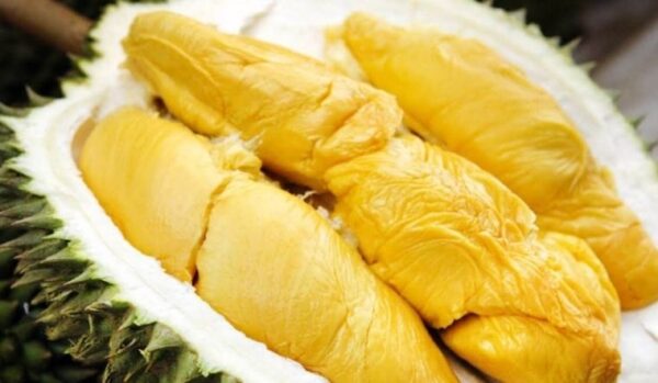 Sầu Riêng Musang