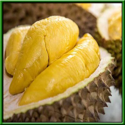 Sầu Riêng Musang King