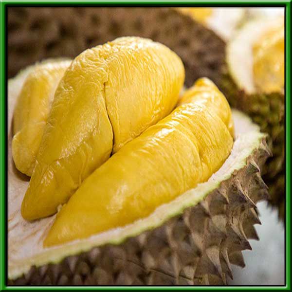 Sầu Riêng Musang King