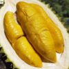 Sầu Riêng Musang