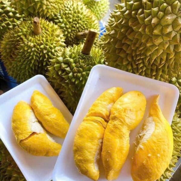 Sầu Riêng Ri6