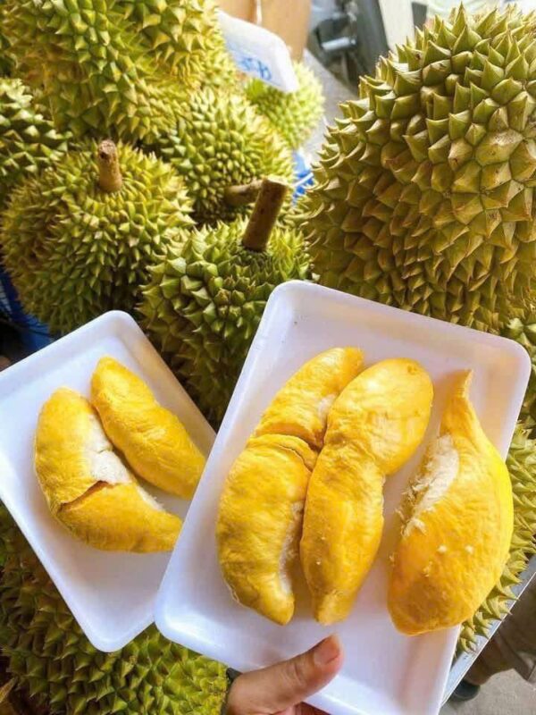 Sầu Riêng Ri6