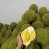 Sầu Riêng Ri6