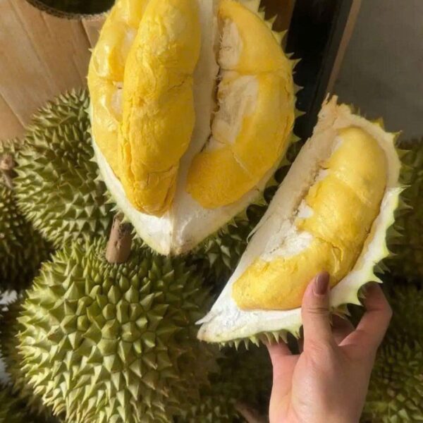 Sầu Riêng Ri6