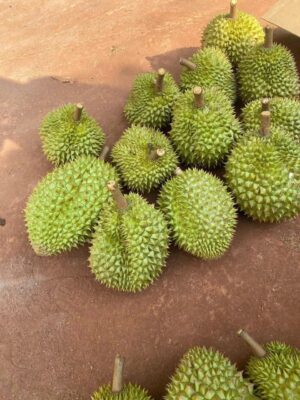 Sầu Riêng Ri6
