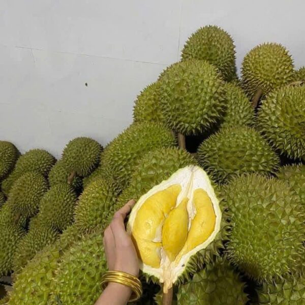 Sầu Riêng Ri6