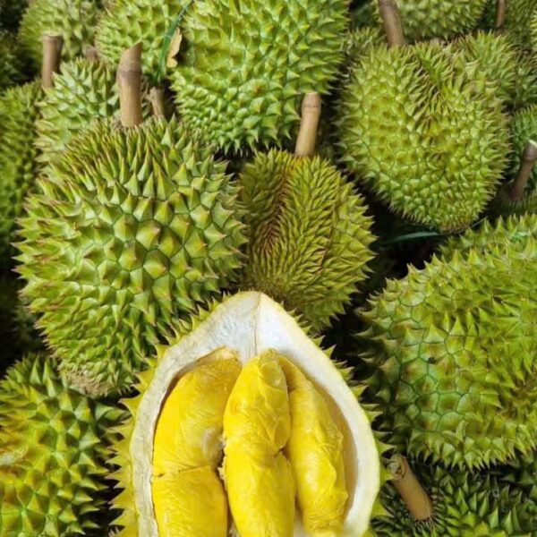 Sầu Riêng Ri6 Béo Ngậy