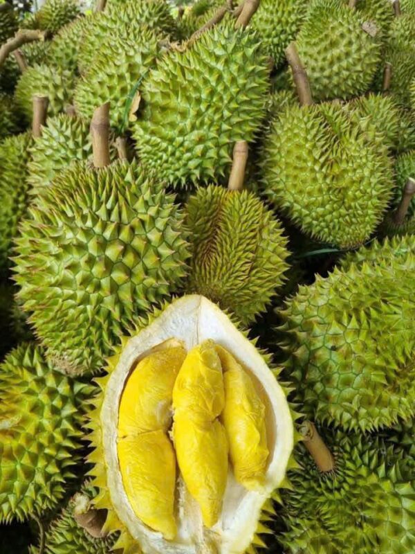 Sầu Riêng Ri6 Béo Ngậy
