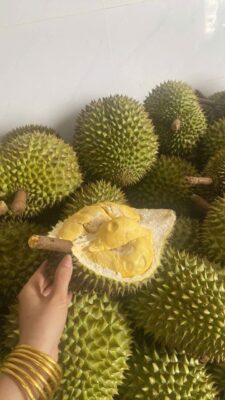 Sầu Riêng Ri6 Chất Lượng