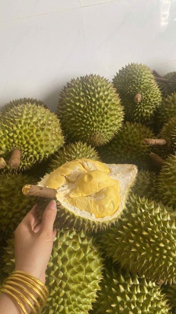 Sầu Riêng Ri6 Chất Lượng