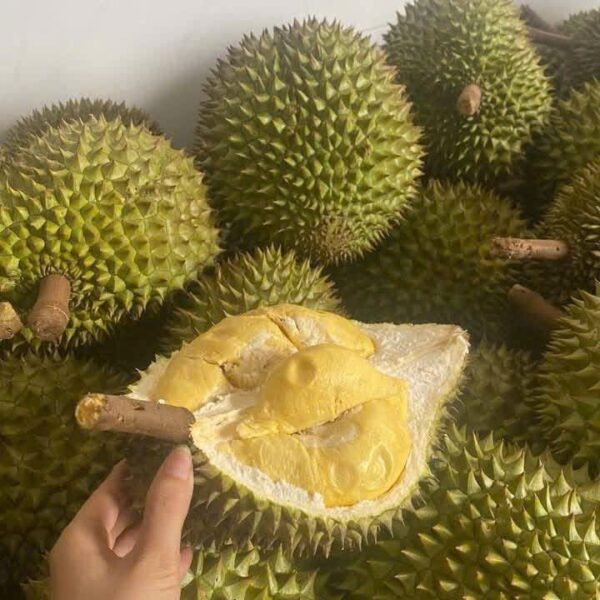 Sầu Riêng Ri6 Chất Lượng