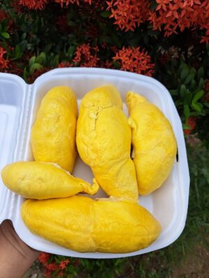 Sầu Riêng Ri6 đã tách múi