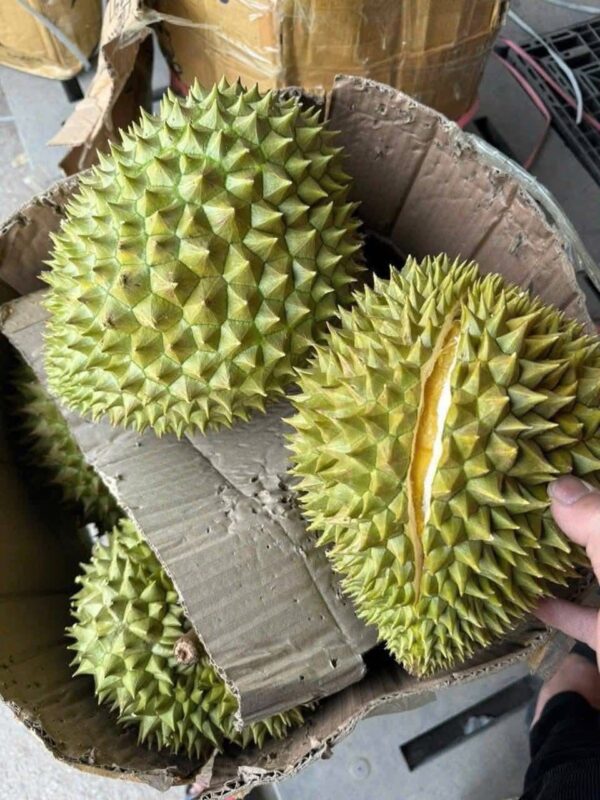 Sầu Riêng Miền Tây