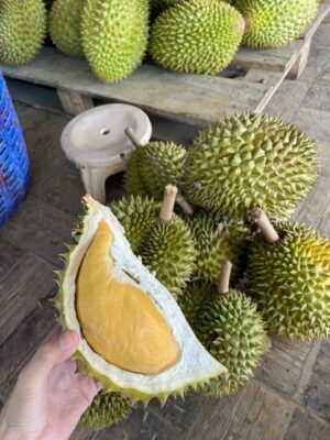 Sầu Riêng Ri6 Miền Tây