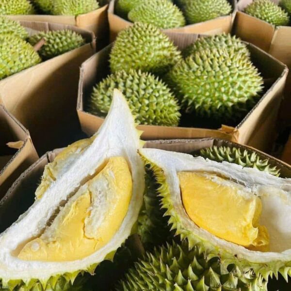 Sầu Riêng Ri6