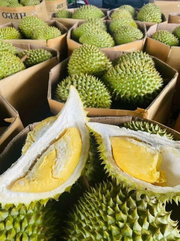 Sầu Riêng Ri6