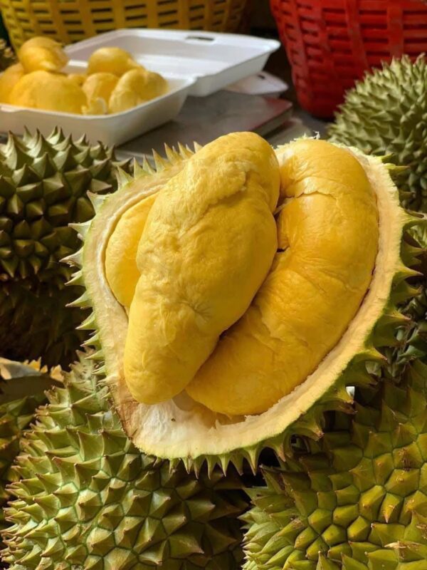 Sầu Riêng Ri6