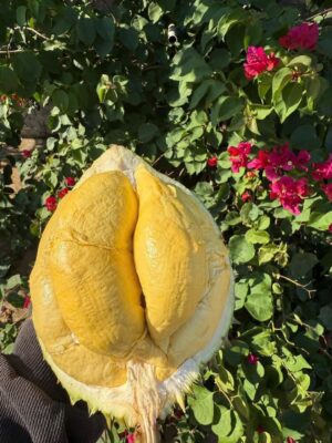 Sầu Riêng Ri6 Rụng