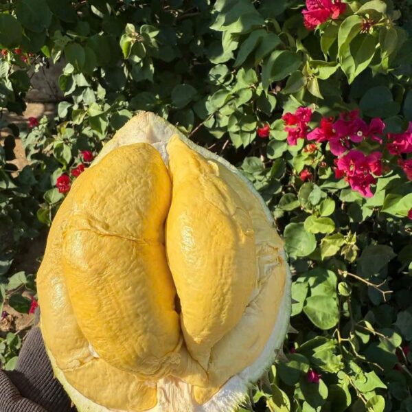 Sầu Riêng Ri6 Rụng