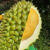 Sầu Riêng Ri6 Rụng - Tây Ninh