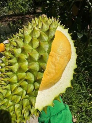 Sầu Riêng Ri6 Rụng - Tây Ninh
