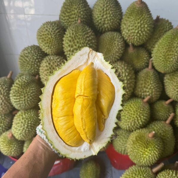 Sầu Riêng Ri6