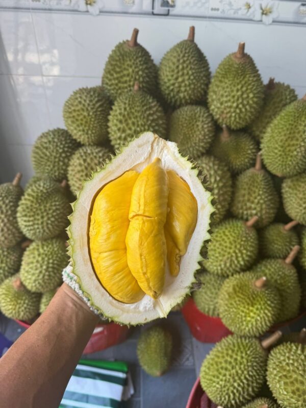 Sầu Riêng Ri6