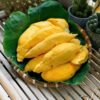Sầu Riêng Ri6 Rụng - Tây Ninh Thơm Ngon
